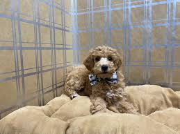 Poodles are notorious for learning tricks quickly and will love to take part in a wide range of canine hobbies. Miniature Poodle Puppies Petland San Antonio