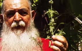 Halloween sustentável: Conheça o 'Bruxo das plantas' de Florianópolis que  conecta ciência, magia e tradição