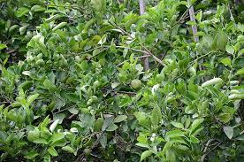 Check spelling or type a new query. 8 à¸à¸²à¸£à¹€à¸ à¸šà¸œà¸¥à¸œà¸¥ à¸•à¸¡à¸°à¸™à¸²à¸§à¹à¸› à¸™à¸š à¸²à¸™à¹à¸ž à¸§ à¸žà¸¥ à¸‡à¹€à¸à¸©à¸•à¸£ Com