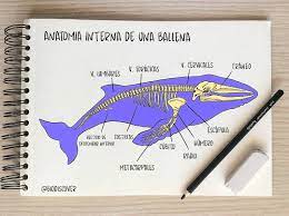 Estructura ósea interna de ballena