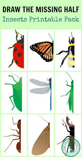 Draw The Missing Half Insects Insect Crafts Insect Activities Art For Kids