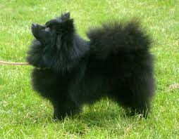 Miniature Black American Eskimo Dog Kleinspitz Miniature Spitz Brown Or Black Germany German Spitz Spitz Dogs Miniature American Eskimo