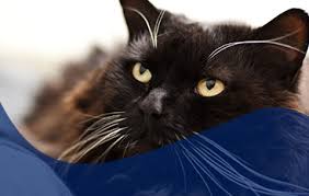 My vet said that probably didn't cause it, but i think maybe he said that so i wouldn't feel. 8 Questions About Feline Idiopathic Vestibular Disease Veterinary Neurology Of The Chesapeake