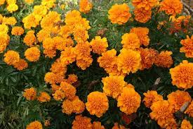 Chrysanthemum Flower For Day Of The Dead Chrysanthemum Day Of The Dead Flowers