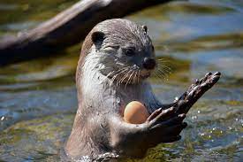 Otterbox designs protective and stylish phone cases as well as the best premium coolers and accessories. Otters Juggle But The Behavior S Function Remains Mysterious Smart News Smithsonian Magazine