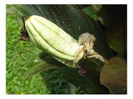 What comes with the airpods? Iris Seed Pods And Seed Pictures Information