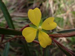 Image result for Ludwigia erecta
