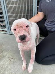 The animal league is central florida's humane society! Looking To Adopt Orlando Shelter Rescues 28 Dogs From Elsa S Path Wftv