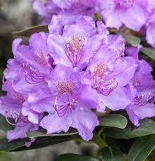 With thousands of varieties available, there's one to suit just about every garden. Rhododendron Lavendula Gartenbaumschule Becker