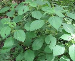 Image result for Laportea alatipes