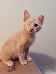 (columbia mo) hide this posting restore restore this posting. Pets For Adoption At Boone County Animal Care In Columbia Mo Petfinder