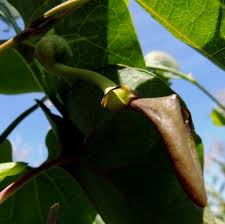 Image result for Aristolochia albida