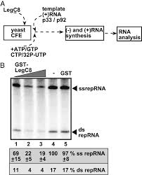 5) why do plant cells possess large sized vacuole ( 2 marks). Screening Legionella Effectors For Antiviral Effects Reveals Rab1 Gtpase As A Proviral Factor Coopted For Tombusvirus Replication Pnas