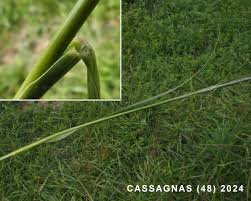 Image result for Sporobolus tenuissimus