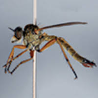 Image result for Hesperantha longicollis