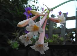 Image result for Cyrtanthus mackenii