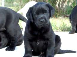 We did not find results for: Black Labrador Puppies For Sale In Florida Kodiak Youtube