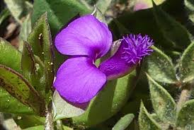 Image result for Polygala transvaalensis