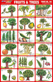 Carr's organic fruit tree nursery. Fruits Trees Charts For Kids Preschool Charts Kids Learning Charts