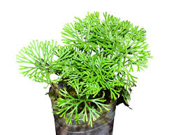 Image result for Elaphoglossum