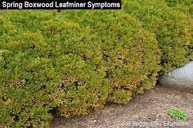 Is it a disease, is it lack of water. Blistered Boxwoods And Hissing Hedges Bygl