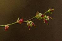 Image result for Bulbophyllum intertextum