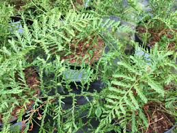 Image result for Pteris linearis