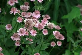 Image result for Astrantia majon `Abbey Road`