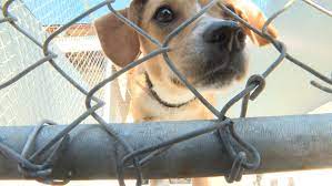 Looking for a pet friendly hotel in medford, oregon, united states to stay with your dog, cat or other favorite animal? Sohumane Saves Dogs From Possibly Being Euthanized Ktvl