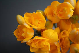 Se il giallo è il tuo colore preferito, sei arrivato nel posto giusto! Come Coltivare I Bulbi Da Fiore Autunnali Impariamo A Sceglierli