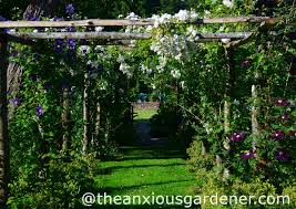 When your clematis reaches full size, mature and in its place for perhaps three or more years, parts of your frame will. Clematis The Anxious Gardener
