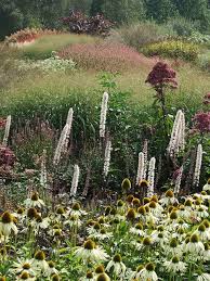 Naturalistic Planting Scheme With Echinacea And Cimicifuga Plants Garden Landscape Design Pretty Gardens