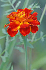 Marigold Tattoo Pinterest Beautiful Flowers October Flowers Marigold Flower