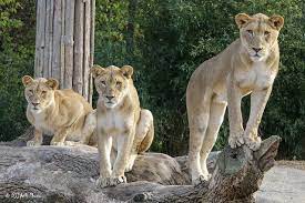 All Sizes Cincinnati Zoo 12 7 16 8444 Flickr Photo Sharing Cincinnati Zoo Zoo Cincinnati