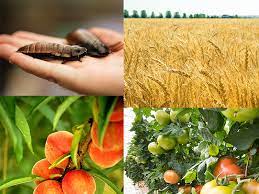 Sustainable = involves modifications to conventional. Home Agricultural Biology