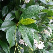 Image result for Trachelospermum jasminoides