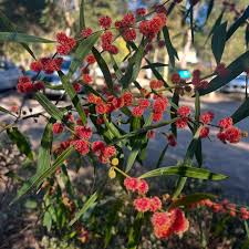 Image result for Acacia lasiopetala
