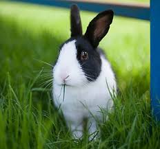 Did you scroll all this way to get facts about pet bunnies? Rabbits As Pets Petsmart