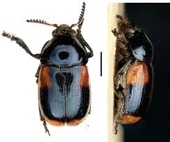 Image result for Sida hoepfneri