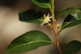 Image result for Aphloia theiformis