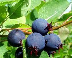 Image result for indiánská borůvka obrázek