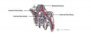 Related posts of anatomy of the female trunk anatomy human body organs female. Arteries Of The Pelvis Internal Iliac Pudendal Vesical Teachmeanatomy