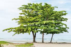 Image result for Terminalia superba
