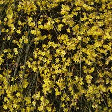 Image result for Jasminum nudiflorum