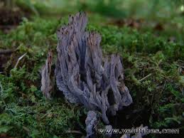 Image result for Clavulina cinerea
