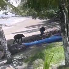 Todo lo que necesitas saber sobre la región más intensa de costa rica. Estacion San Pedrillo Parque Nacional Corcovado Mountain Facebook