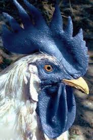Pin By Melanie Schollmann On Animales Beautiful Chickens Fancy Chickens Pet Birds