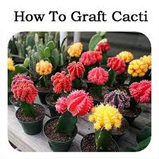 A moon cactus is very hardy and the grafted plant doesn't often live longer than a couple of years anyway. How To Graft Cacti Grafted Cactus Grafting Plants Cactus House Plants