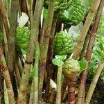 Image result for Costus afer