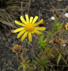 Image result for Senecio madagascariensis